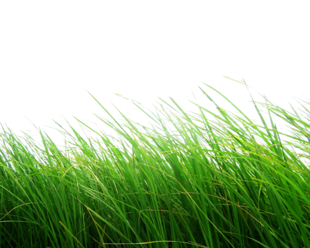 Зеленая трава