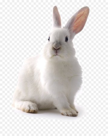 Белый зайчик