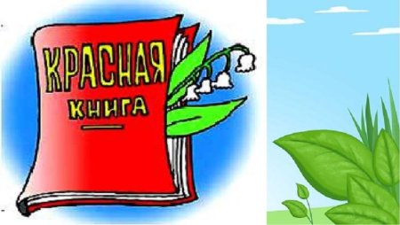 Красная книга рисунок