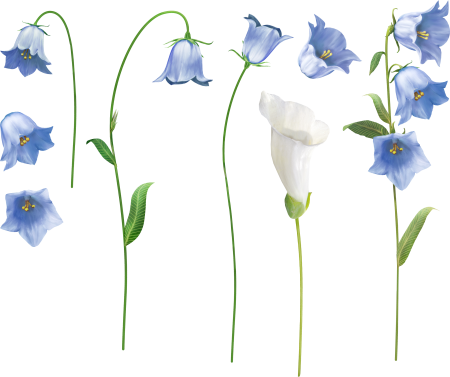 Цветок колокольчик клипарт (49 фото)