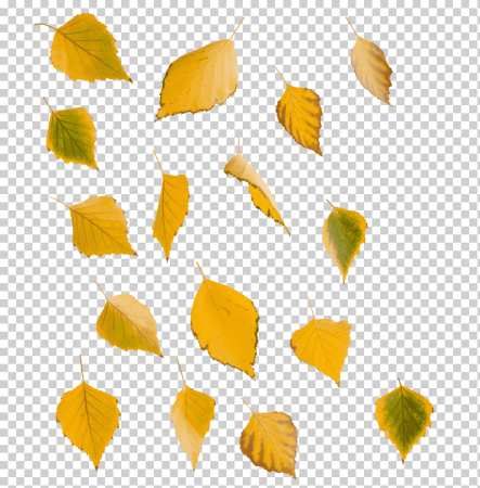 Желтые листья на прозрачном фоне для фотошопа