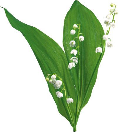 Ландыш для детей