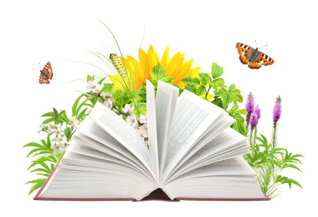 Лето с книгой