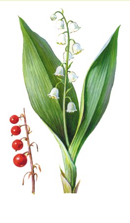 Ландыш Майский