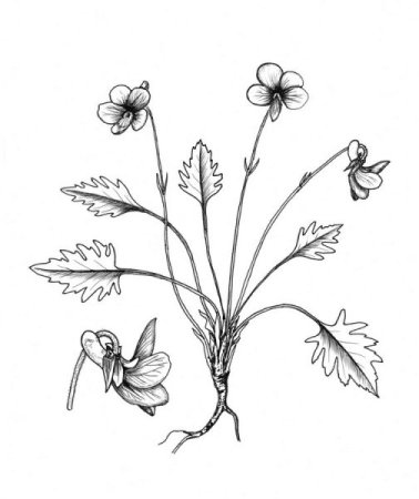 Фиалка надрезанная (Viola Incisa) рисунок