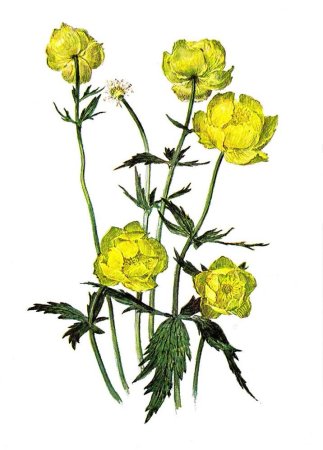 Купальница европейская (Trollius europaeus)