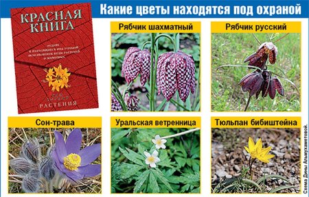 Растения из красной книги России