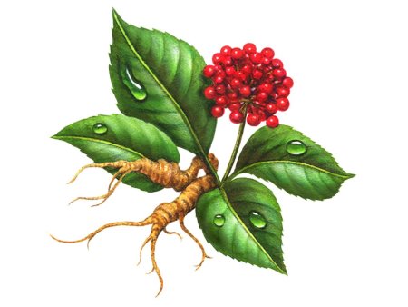 Женьшень обыкновенный Panax Ginseng