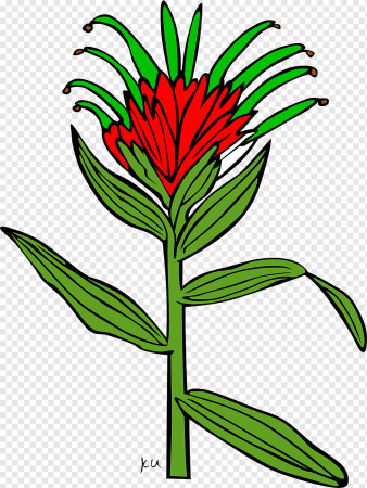 Paintbrush цветок