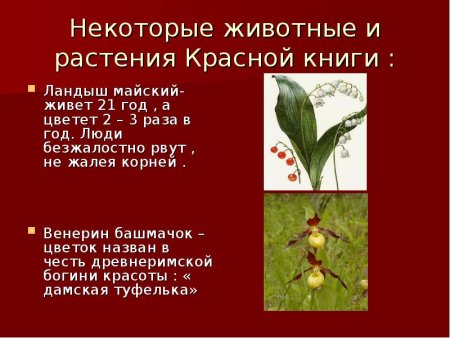 Животные и растения которые занесены в красную книгу России