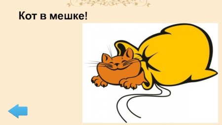Кот в мешке на прозрачном фоне