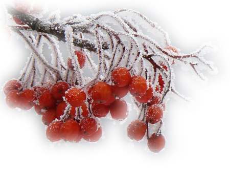 Зимние ягоды