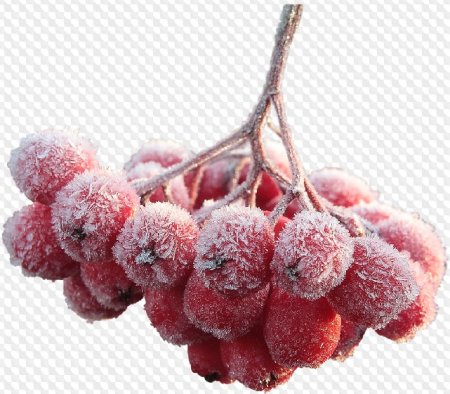 Рябина зимой на белом фоне
