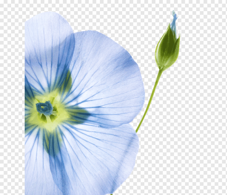 Лен цветок