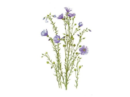 Лён обыкновенный (Linum usitatissimum l.)