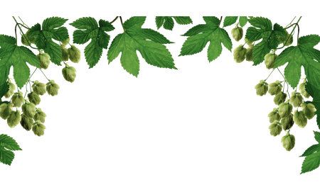 Ветка хмеля на прозрачном фоне