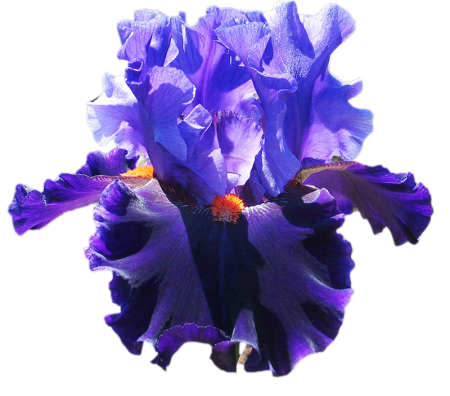 Ирис Russian Violet