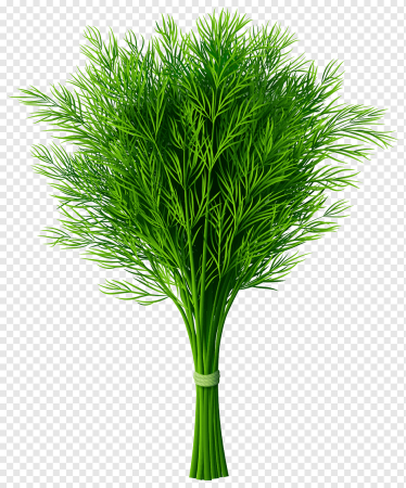 Зелень укроп