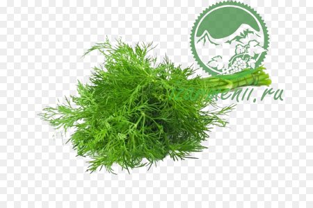 Укроп для детей на прозрачном фоне