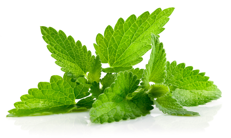 Mentha piperita (Peppermint) Leaf extract