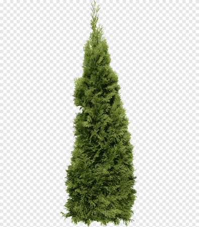 Туя кипарисовик ель