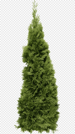 Туя SPEEDTREE