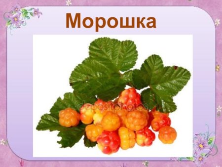 Морошка обыкновенная