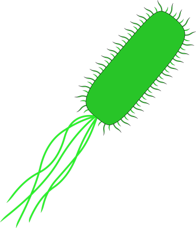 Escherichia coli жгутики