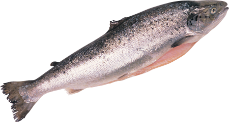 Горбуша форель лосось семга