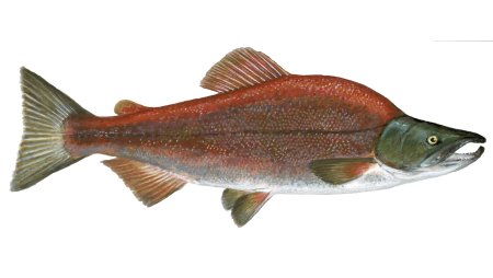 Нерка (Oncorhynchus nerka)