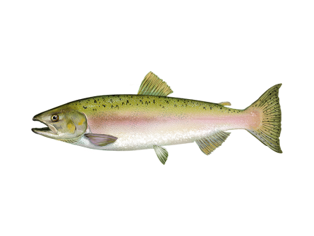 Pink Salmon горбуша - Oncorhynchus gorbuscha