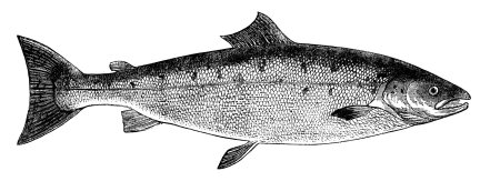 Толстолобик Hypophthalmichthys