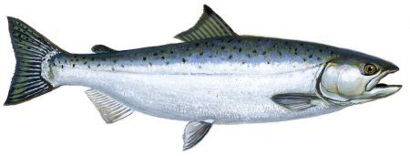 Каспийский лосось (Salmo trutta caspius).