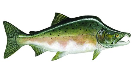 Морская рыба с горбом