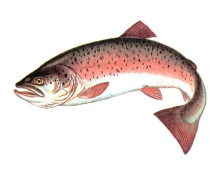 Каспийский лосось (Salmo trutta caspius).