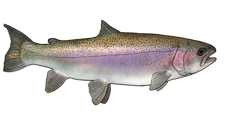 Rainbow Trout (Steelhead)