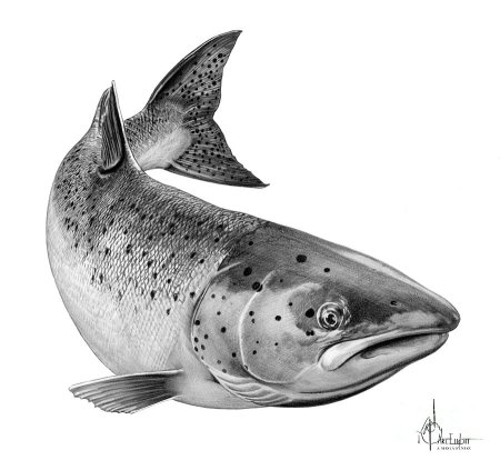 Лосось морда