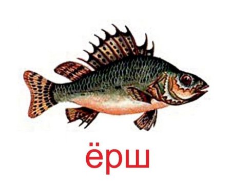 Рыба Ерш для детей