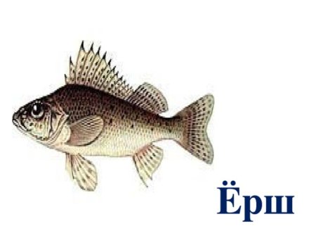 Ерш рыба с подписью