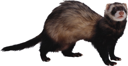 Хорь на белом фоне