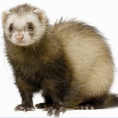 Фретка Weasels
