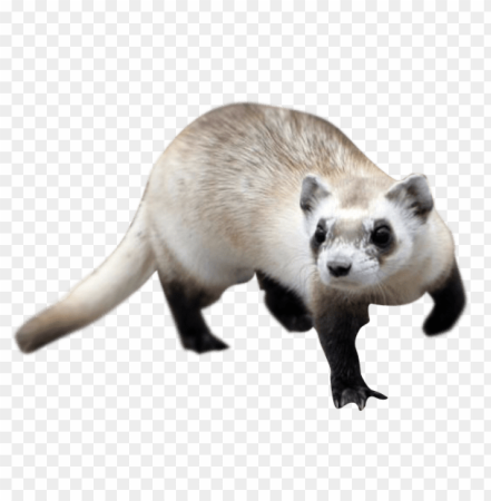 Хорек мультяшный