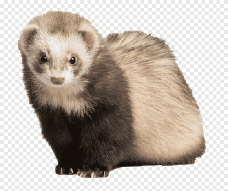 Силуэт хорька