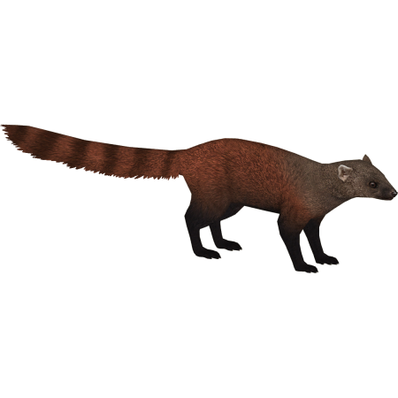 Мангуст на белом фоне