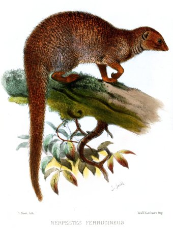Обыкновенный Мангуст (Herpestes edwardsi)