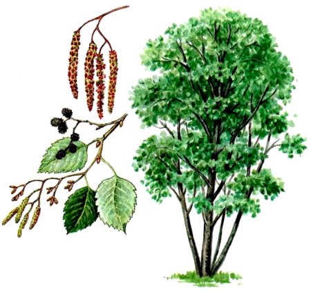 Ольха серая Фармакогнозия