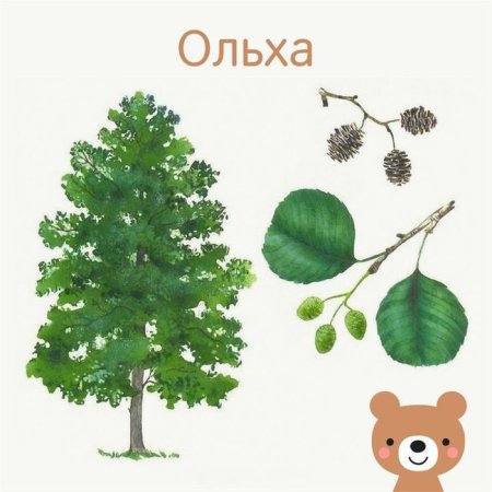 Карточки деревья для детей