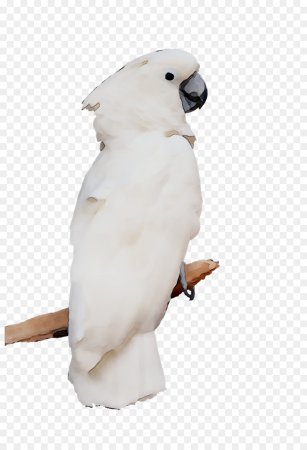 Cockatoo Parrot