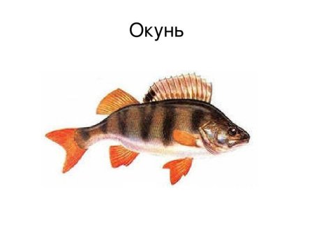 Рыбалка клипарт