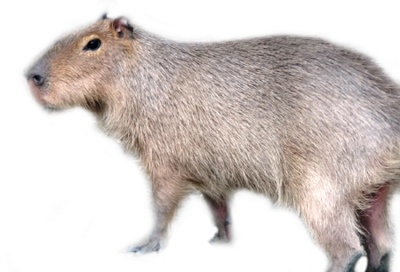 Капибара PNG